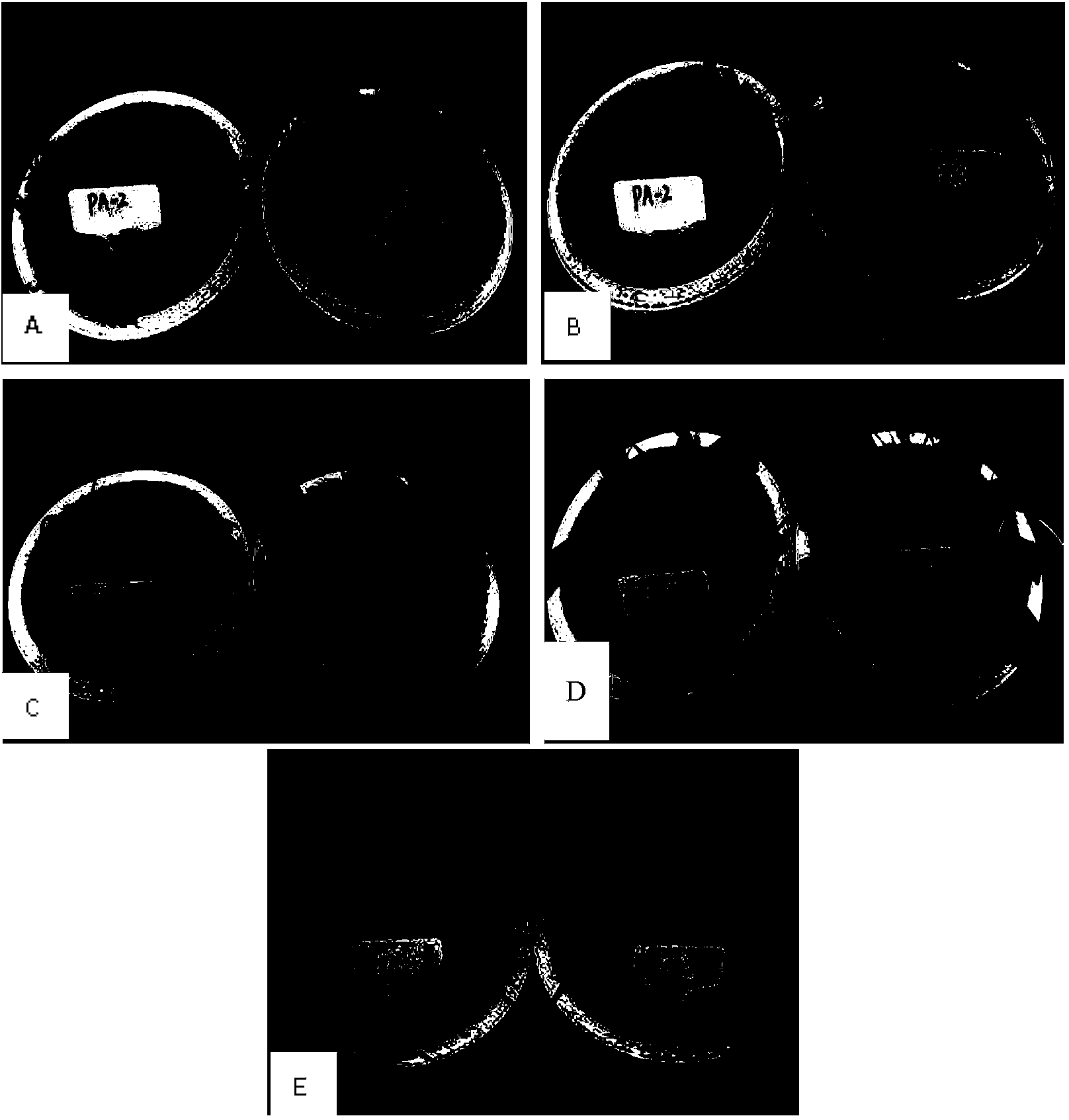 Aureobasidium pullulans and application thereof