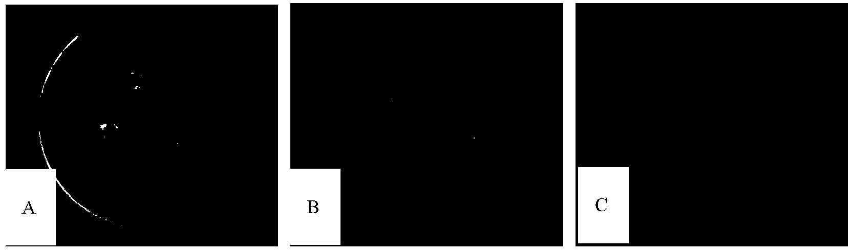 Aureobasidium pullulans and application thereof