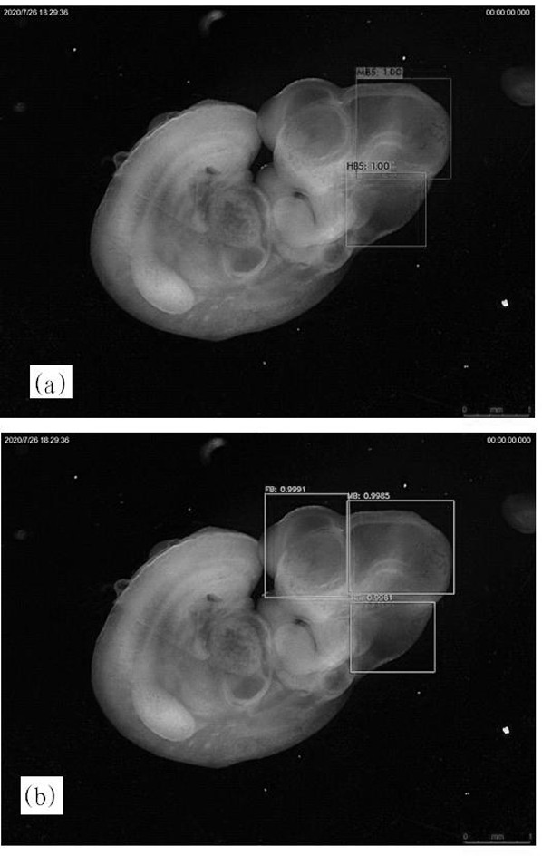 Mouse embryonic organ recognition and scoring method and system