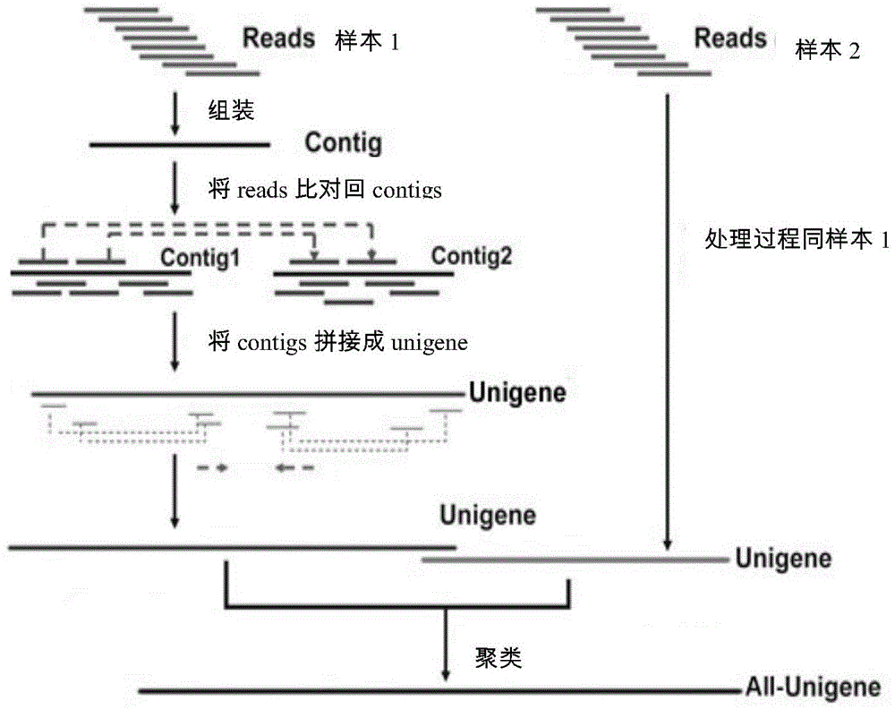 Method for determining up-regulated genes and down-regulated genes in cotton fiber development process