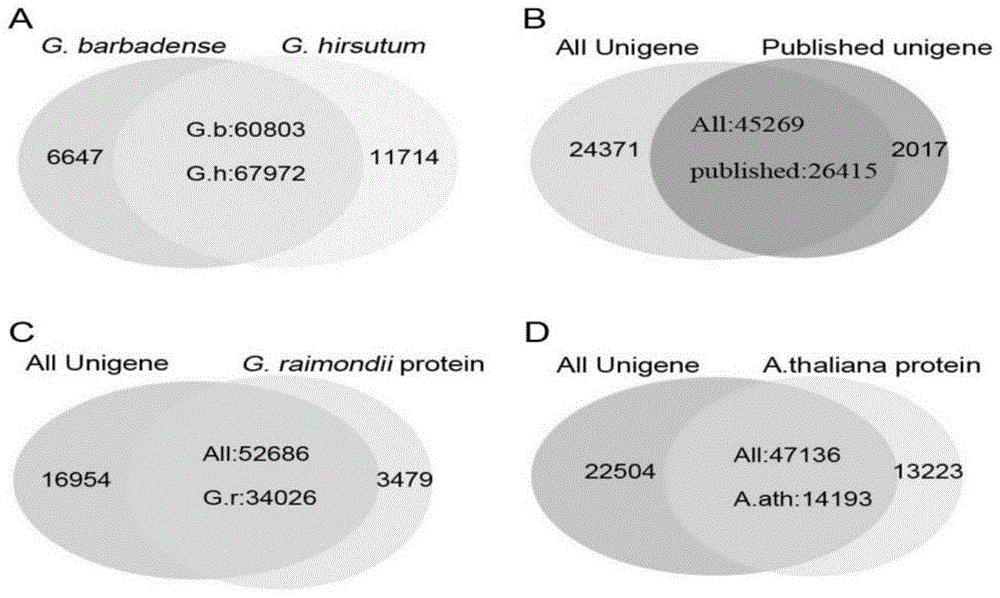 Method for determining up-regulated genes and down-regulated genes in cotton fiber development process