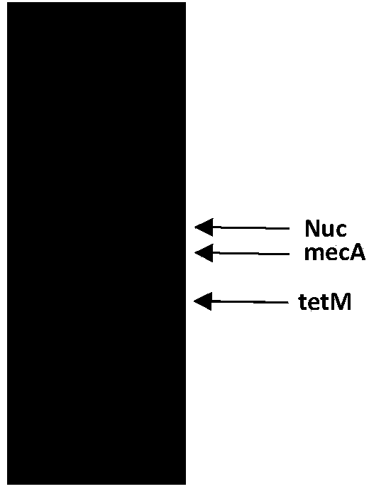 Composition used for detection of methicillin-resistant and/or tetracycline-resistant staphylococcus aureus