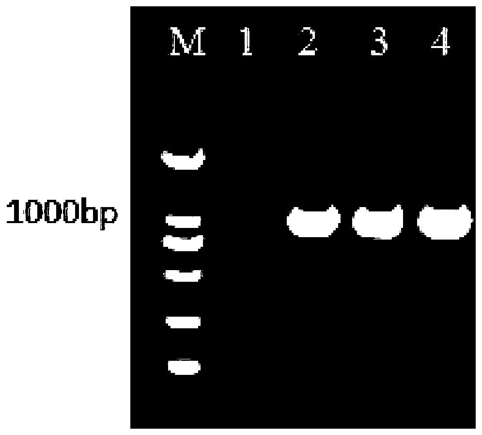 Novel cairna moschata adenovirus strain, novel cairna moschata adenovirus inactivated vaccine, and preparation method for inactivated vaccine