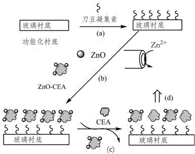 Method for detecting glycoprotein