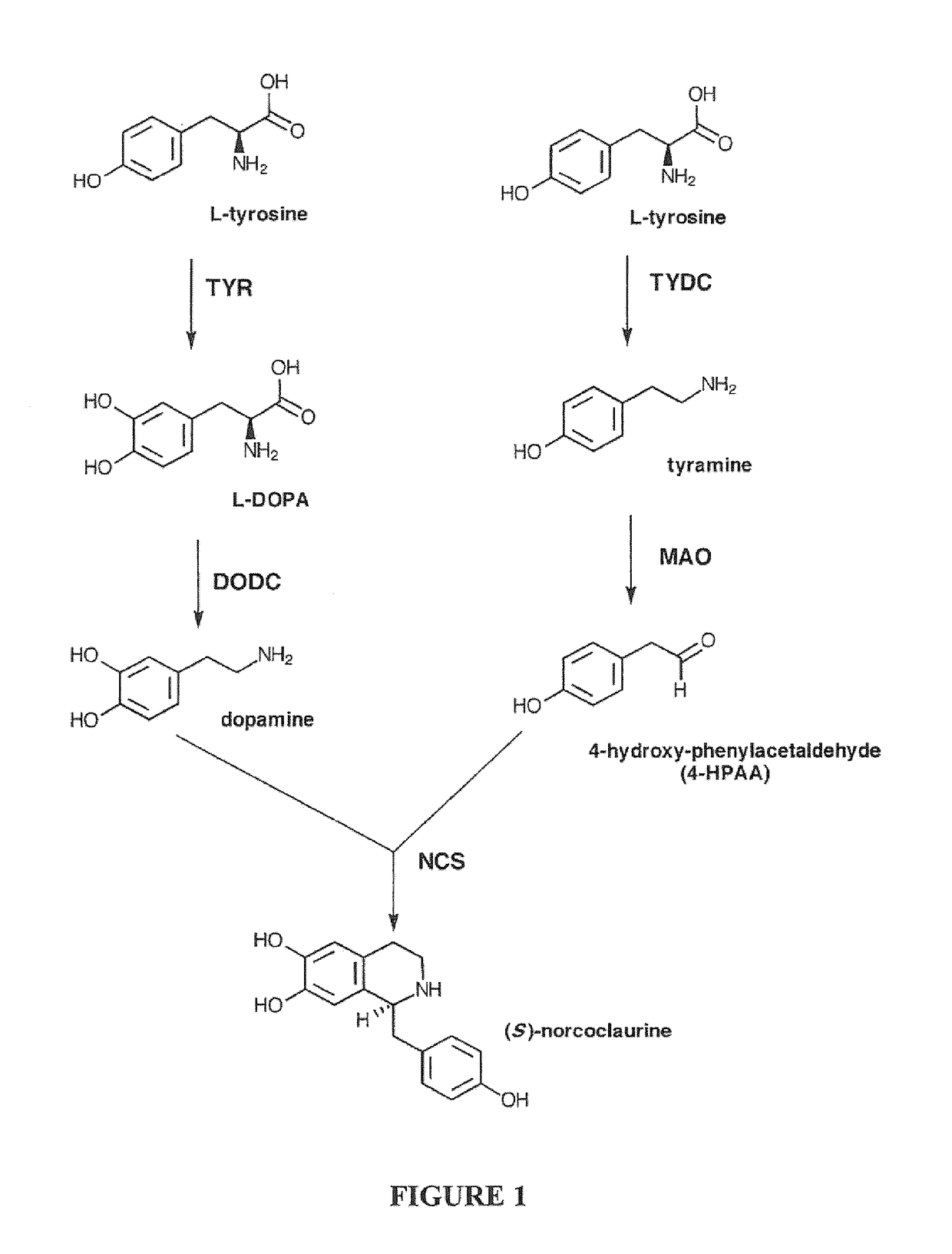 Compositions and Methods For Making (S)-Norcoclaurine and (S)-Norlaudanosoline, and Synthesis Intermediates Thereof