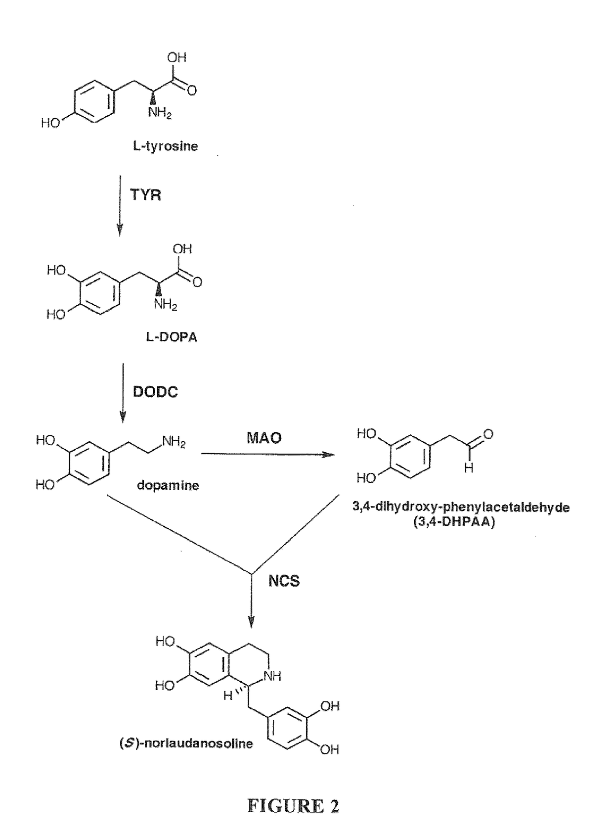 Compositions and Methods For Making (S)-Norcoclaurine and (S)-Norlaudanosoline, and Synthesis Intermediates Thereof