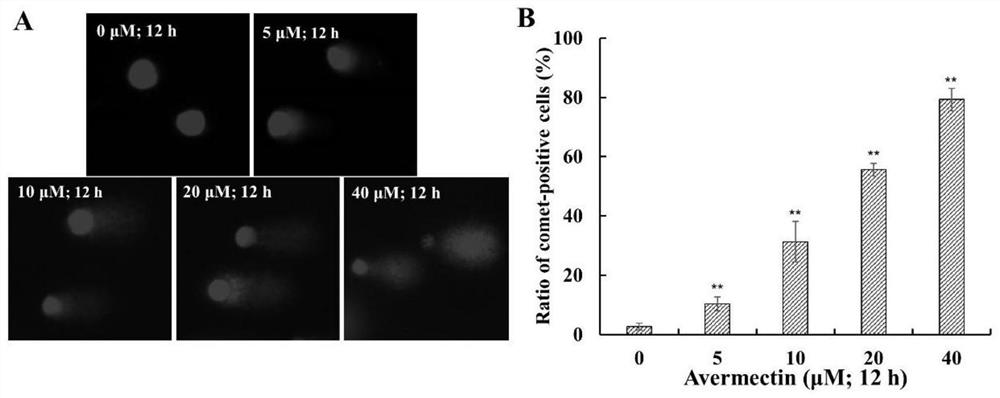 Rapid detection method and kit for single cell DNA damage