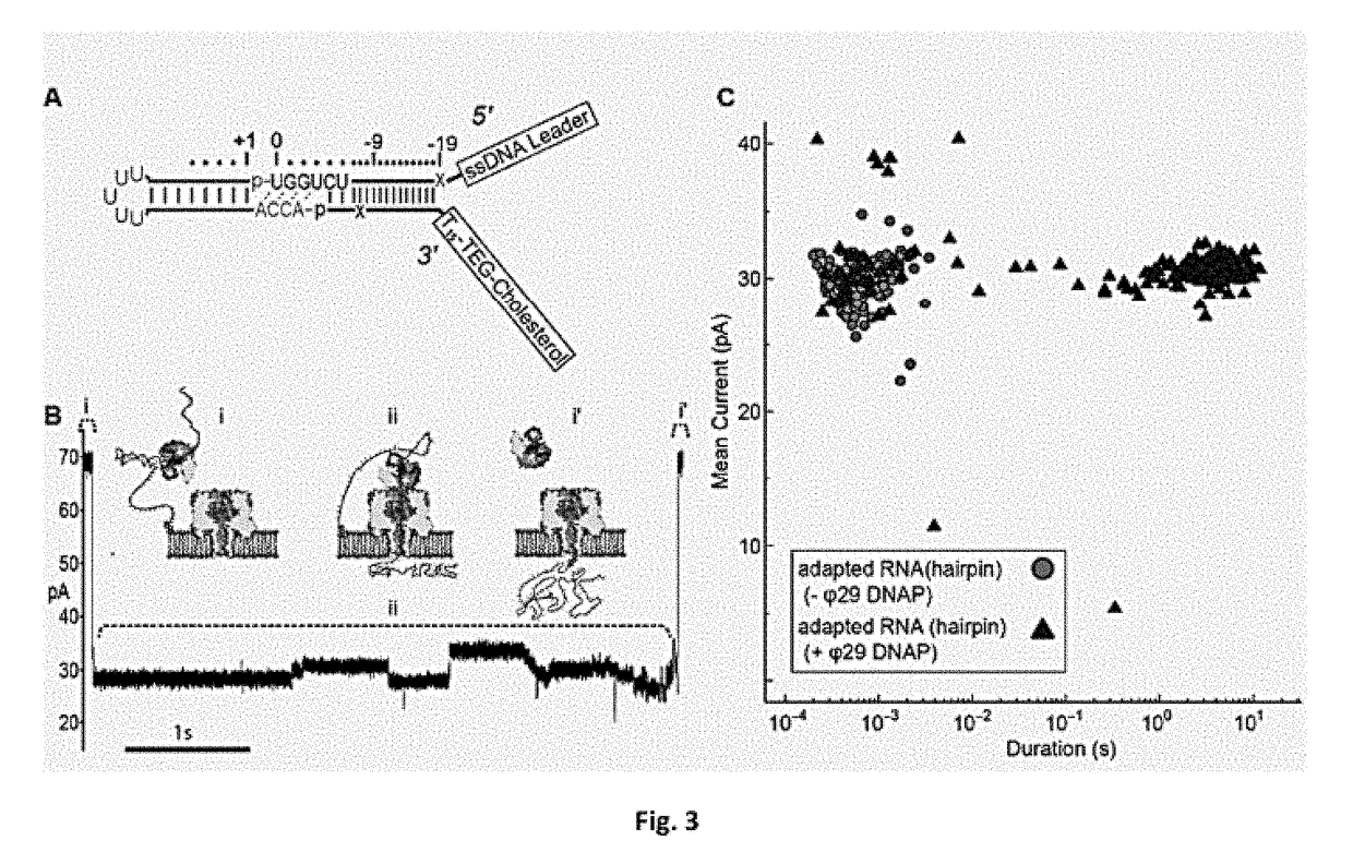 Molecular adapter for capture and manipulation of transfer RNA