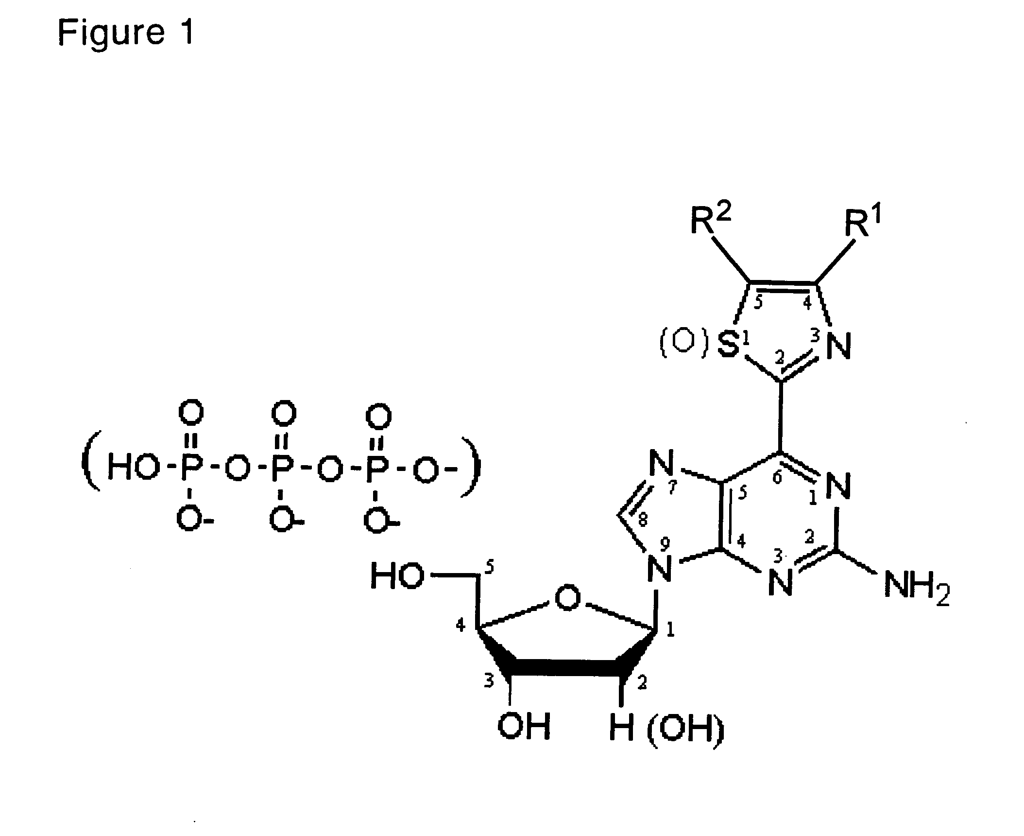 Nucleoside and nucleotide having an unnatural base and use thereof