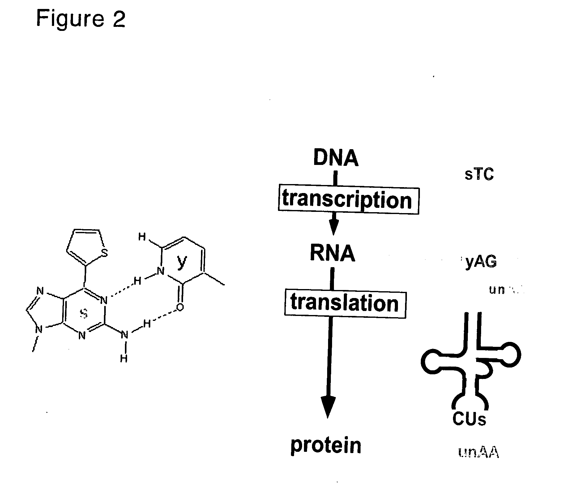 Nucleoside and nucleotide having an unnatural base and use thereof