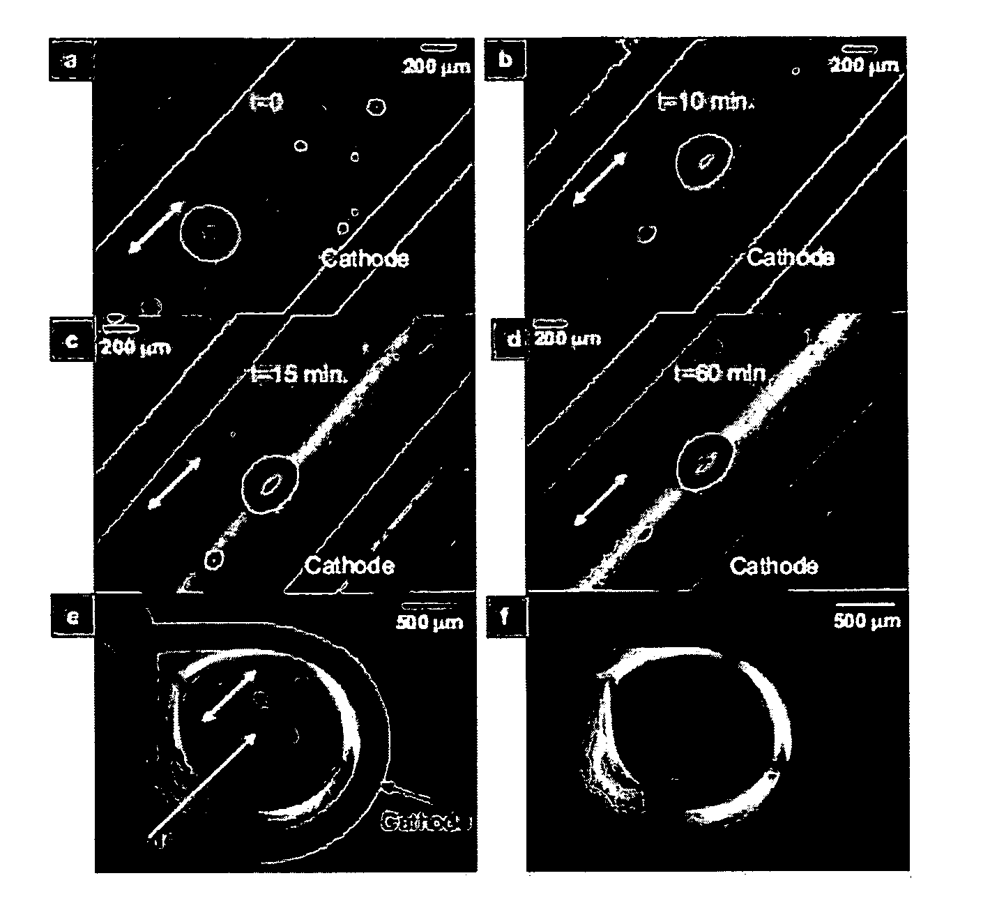 Aligned collagen and method therefor