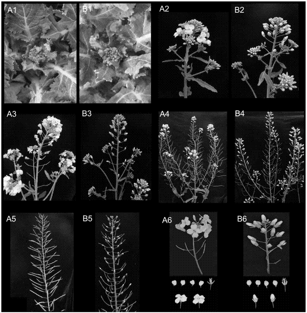 Cleistogamic mutant material of brassica napus and breeding application of cleistogamic mutant material