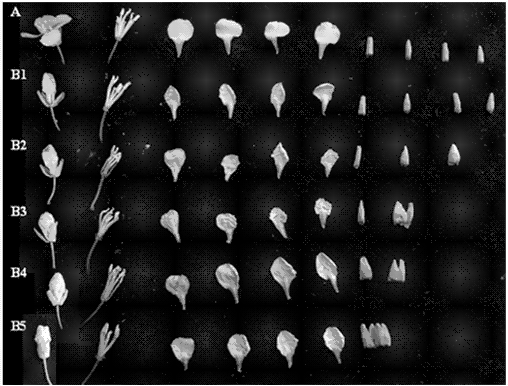 Cleistogamic mutant material of brassica napus and breeding application of cleistogamic mutant material