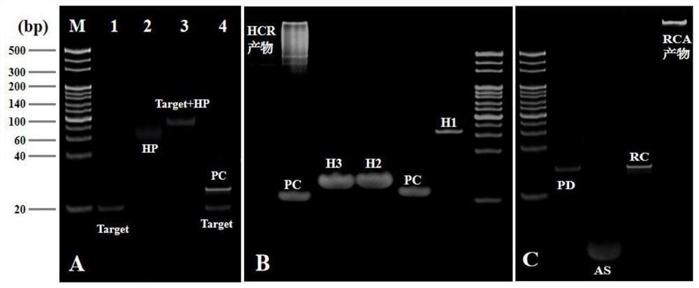 Photoelectric chemical biosensor as well as preparation method and application of photoelectric chemical biosensor