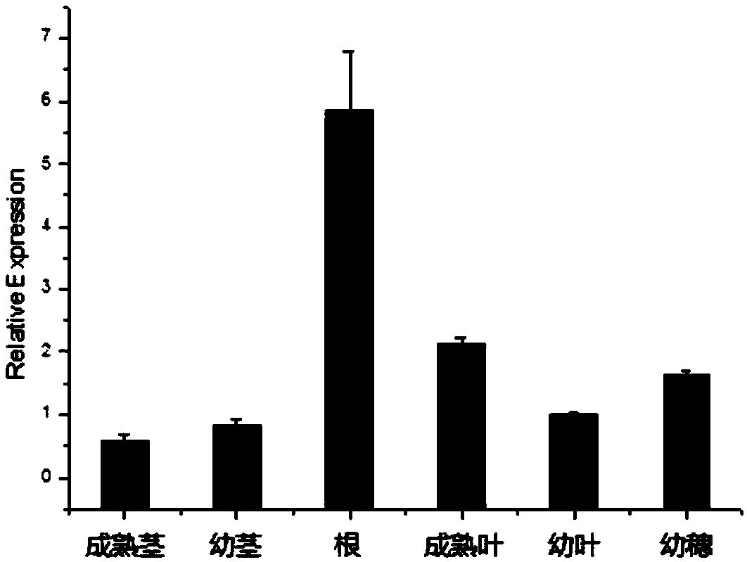 BdREF2 gene for regulating asafetide anabolism and application of BdREF2 gene