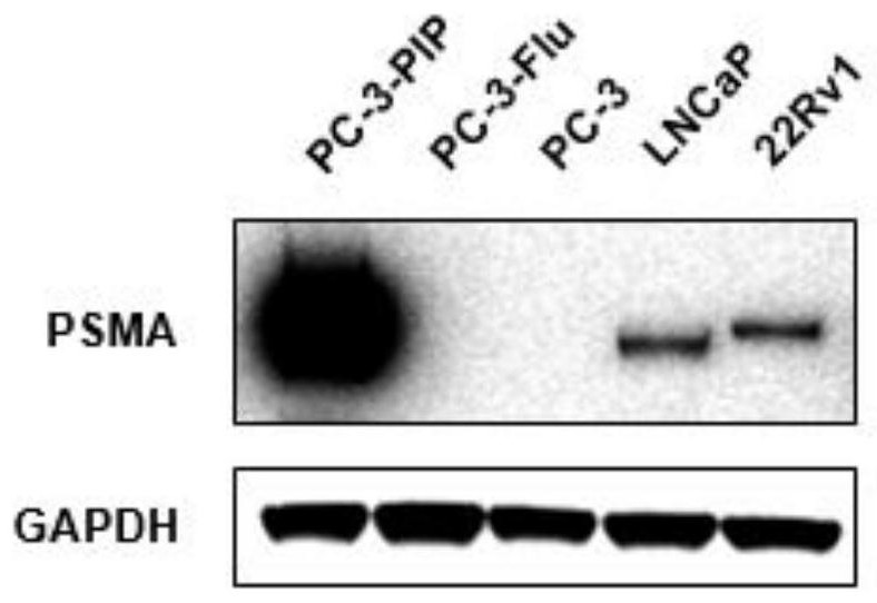 &lt;18/19&gt;F-labeled PSMA targeted diagnosis and treatment integrated small-molecular drug conjugate, preparation method and application of &lt;18/19&gt;F-labeled PSMA targeted diagnosis and treatment integrated small-molecular drug conjugate