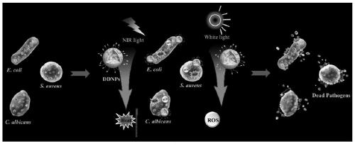 Conjugated polymer and aggregation-induced emission micromolecule co-doped nano particles and production method and application thereof