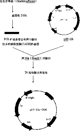 Application of alcohol dehydrogenase in catalytic generation of ethyl (R)-4-chloro-3-hydroxy butyrate