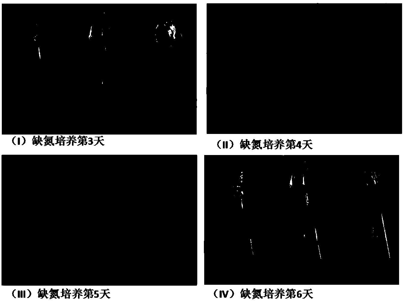 Method for improving microalgae growth rate and oil yield