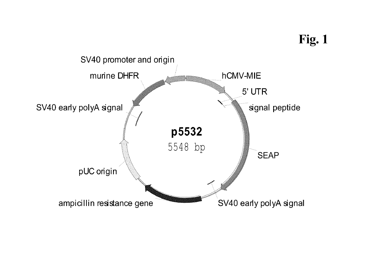 CMV promoter and method for production of polypeptides