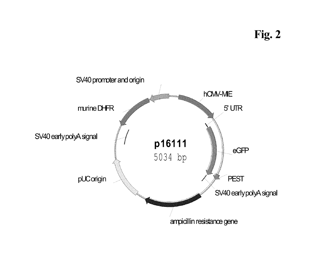 CMV promoter and method for production of polypeptides