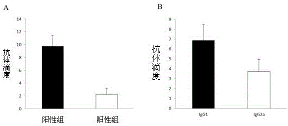 Streptococcus protective antigen SAP and preparation method thereof