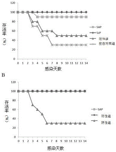 Streptococcus protective antigen SAP and preparation method thereof