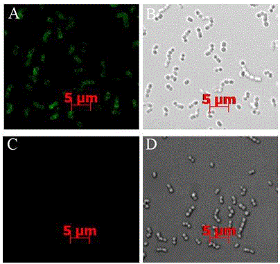 Streptococcus protective antigen SAP and preparation method thereof