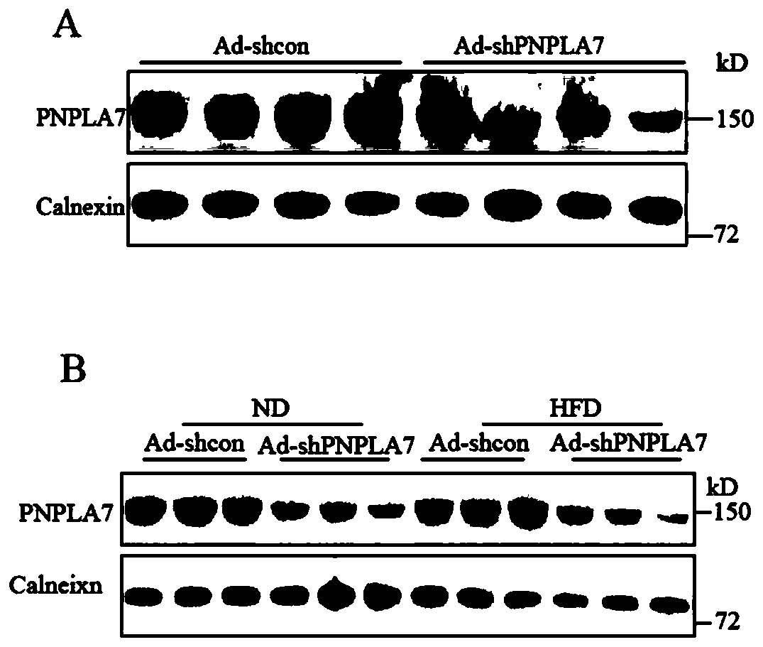 Application of potato-like phospholipase 7