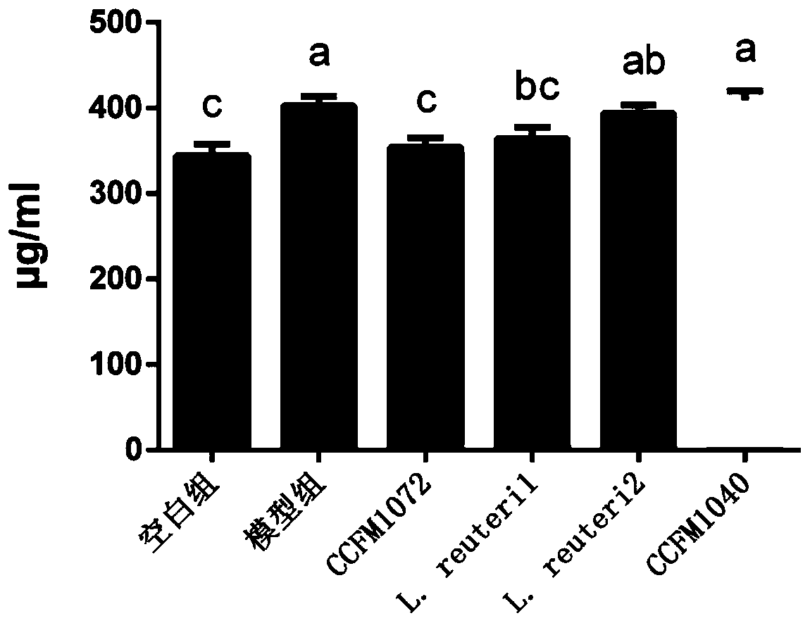 Lactobacillus reuteri capable of relieving atopic asthma Th2 reaction and application of Lactobacillus reuteri