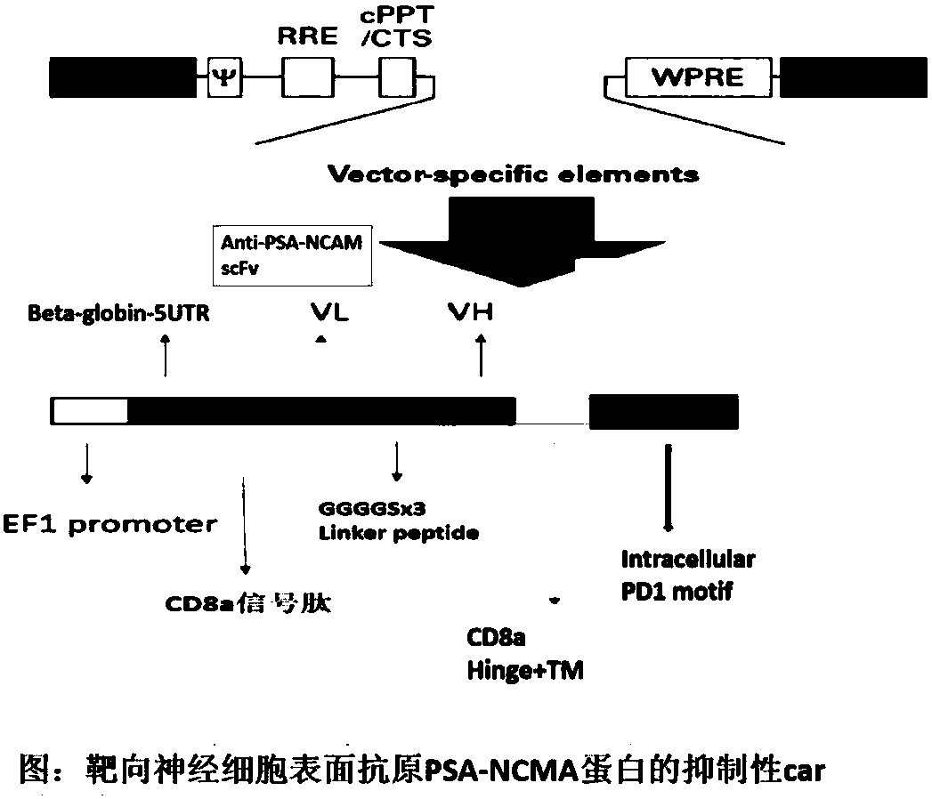 Transgenic T cell of targeted CD19 antigen as well as preparation method and application of transgenic T cell