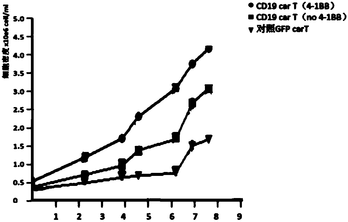 Transgenic T cell of targeted CD19 antigen as well as preparation method and application of transgenic T cell