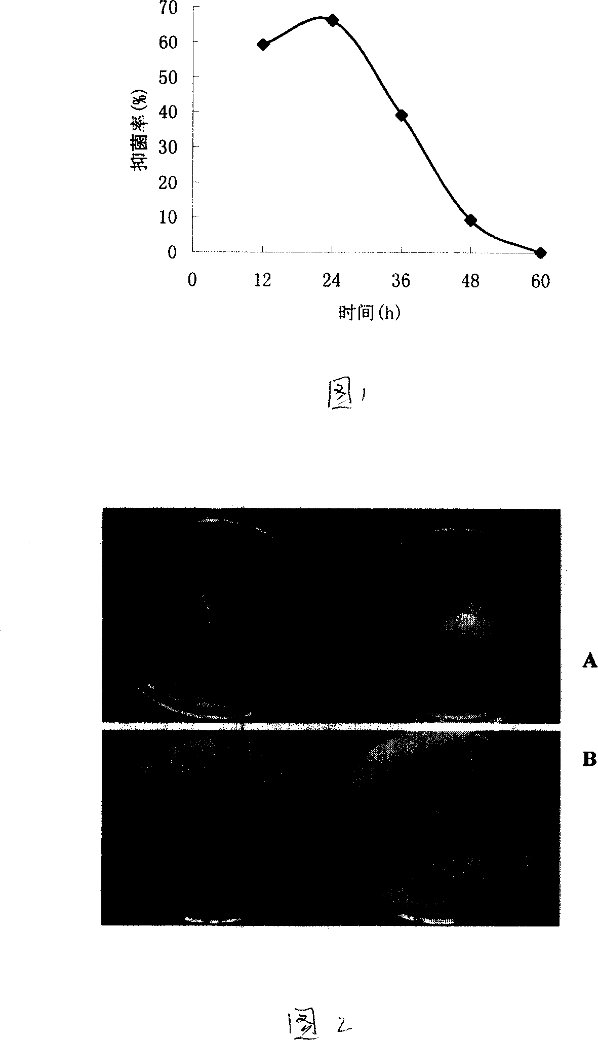 Fruit and vegetables corrosion protection antistaling agent containing regrouped chitinase