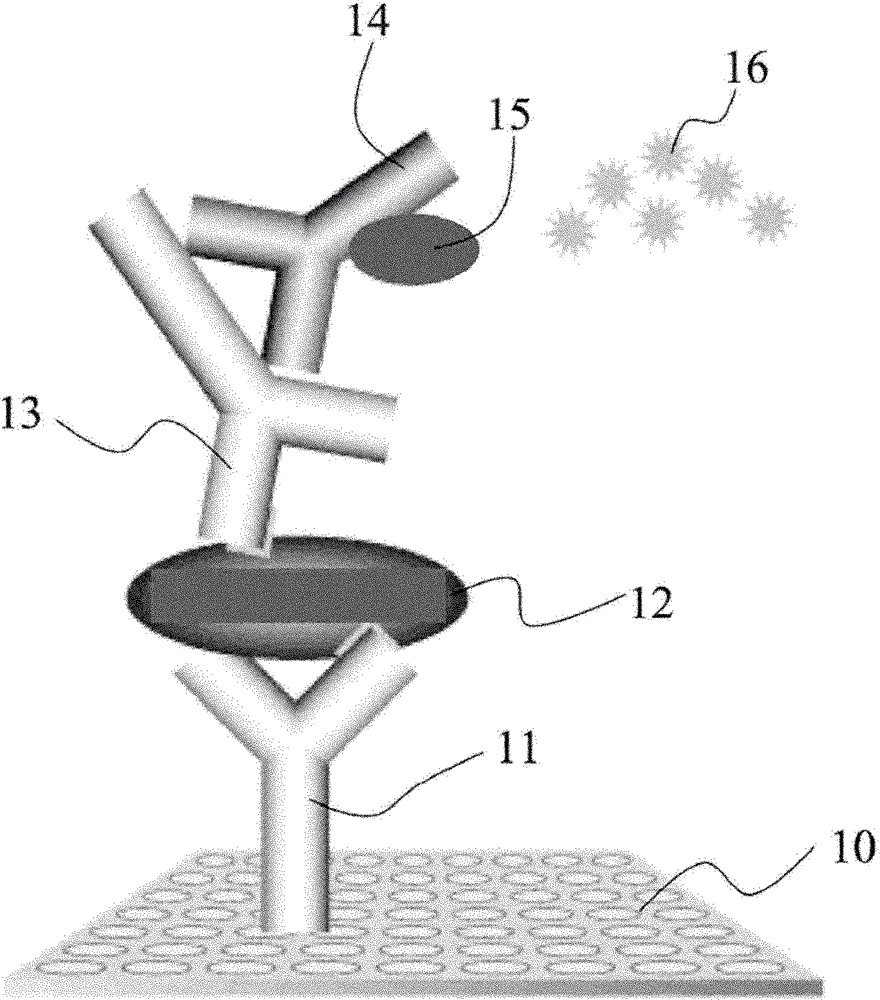 Foot-and-mouth disease hybridoma cell lines, monoclonal antibodies, detection reagents and kits