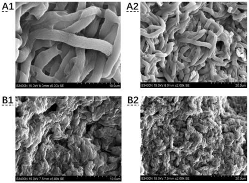 Pseudomonas aeruginosa JT86 and application of pseudomonas aeruginosa JT86 in prevention and treatment of sclerotiniose