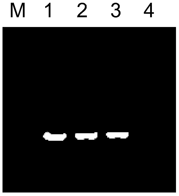 A protein gmifr related to plant insect resistance and its coding gene and application