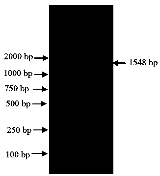 Hibiscus esculentus reference gene EF-1 alpha and application thereof