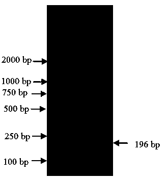 Hibiscus esculentus reference gene EF-1 alpha and application thereof