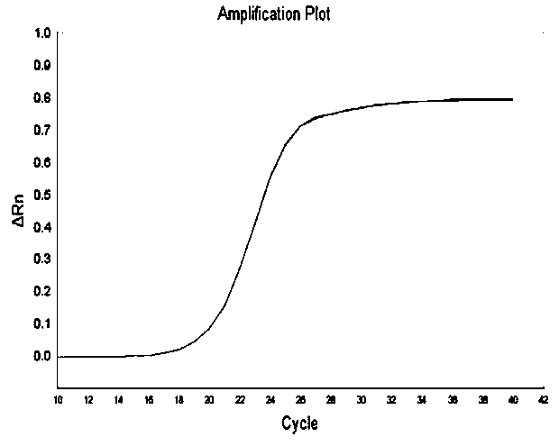 Hibiscus esculentus reference gene EF-1 alpha and application thereof