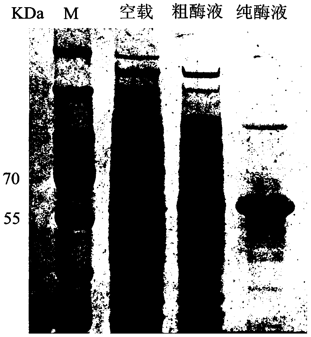 α-l-arabinofuranosidase and its application in the preparation of ginsenoside rd