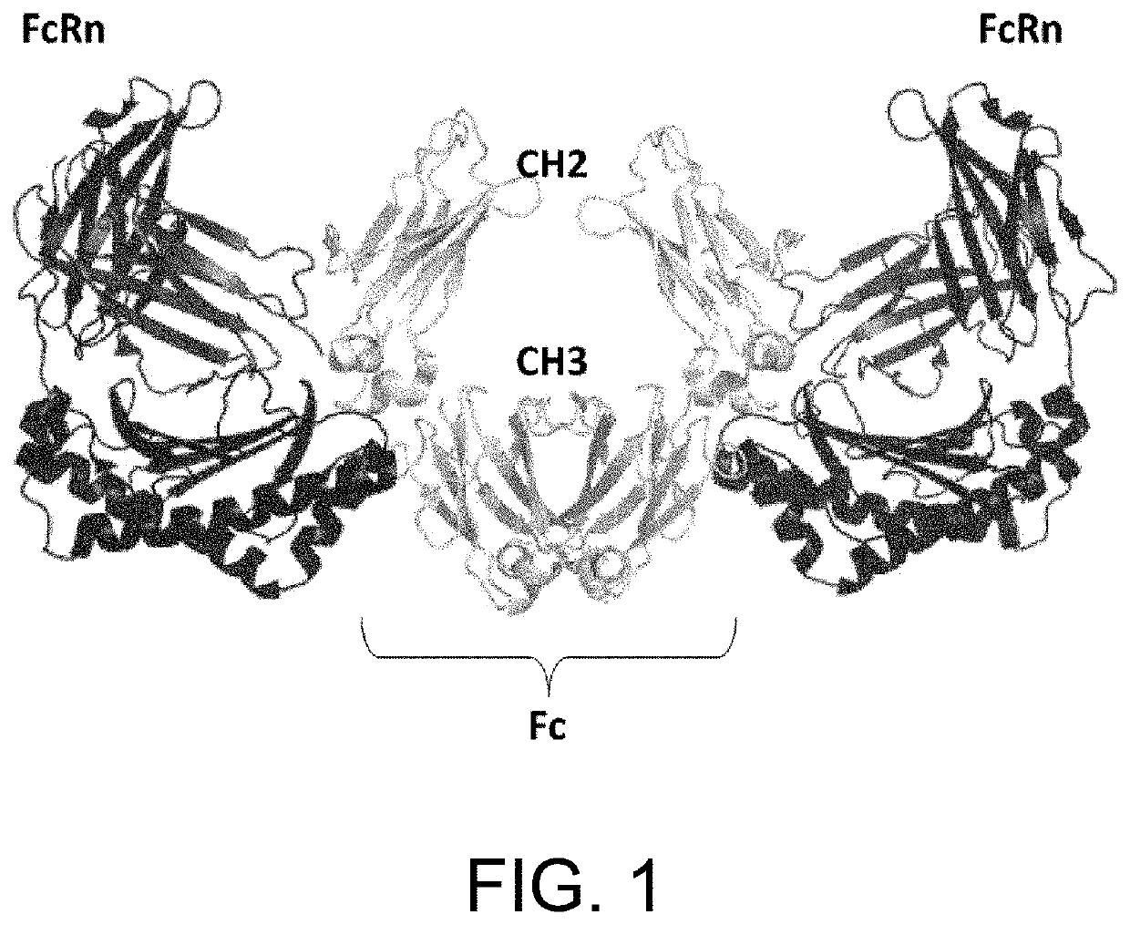 Heterodimerized polypeptide