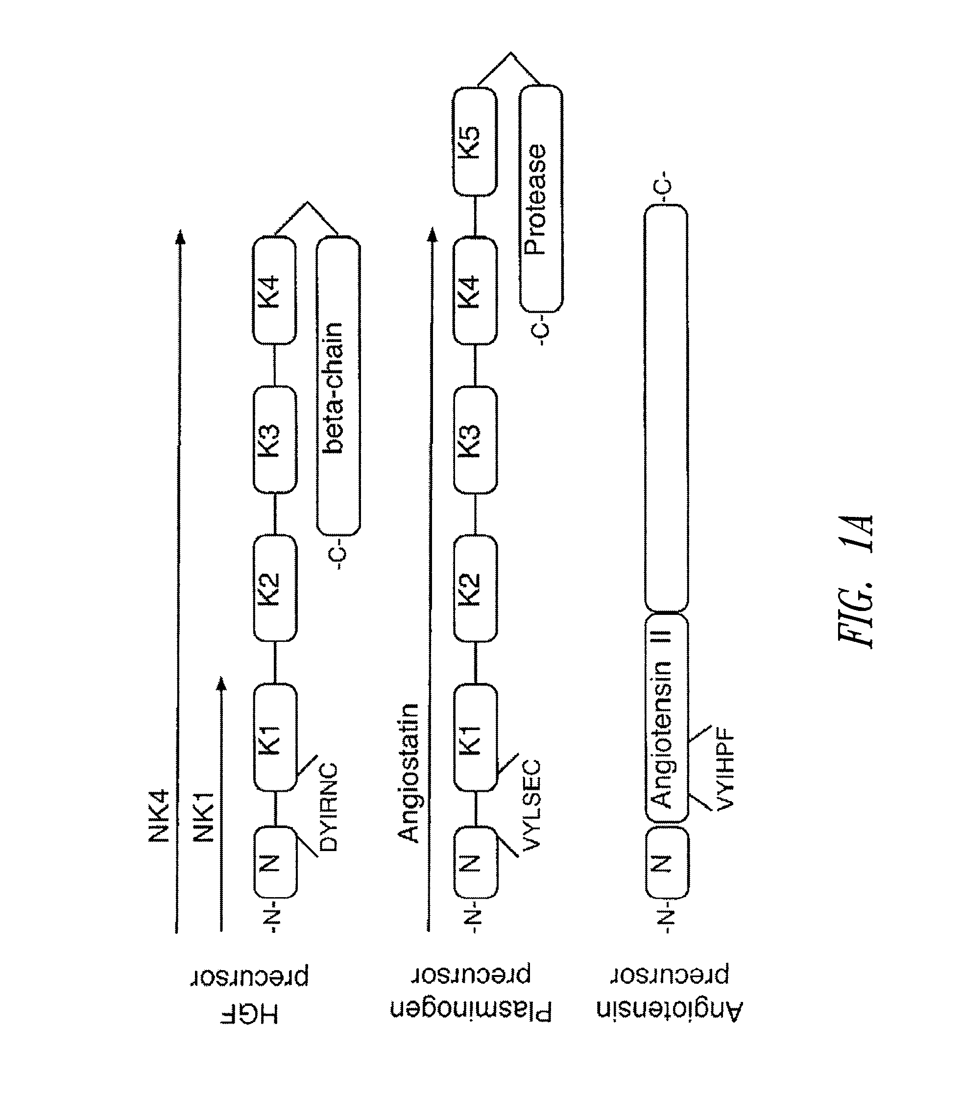 C-Met receptor regulation by angiotensin IV (AT<sub>4</sub>) receptor ligands