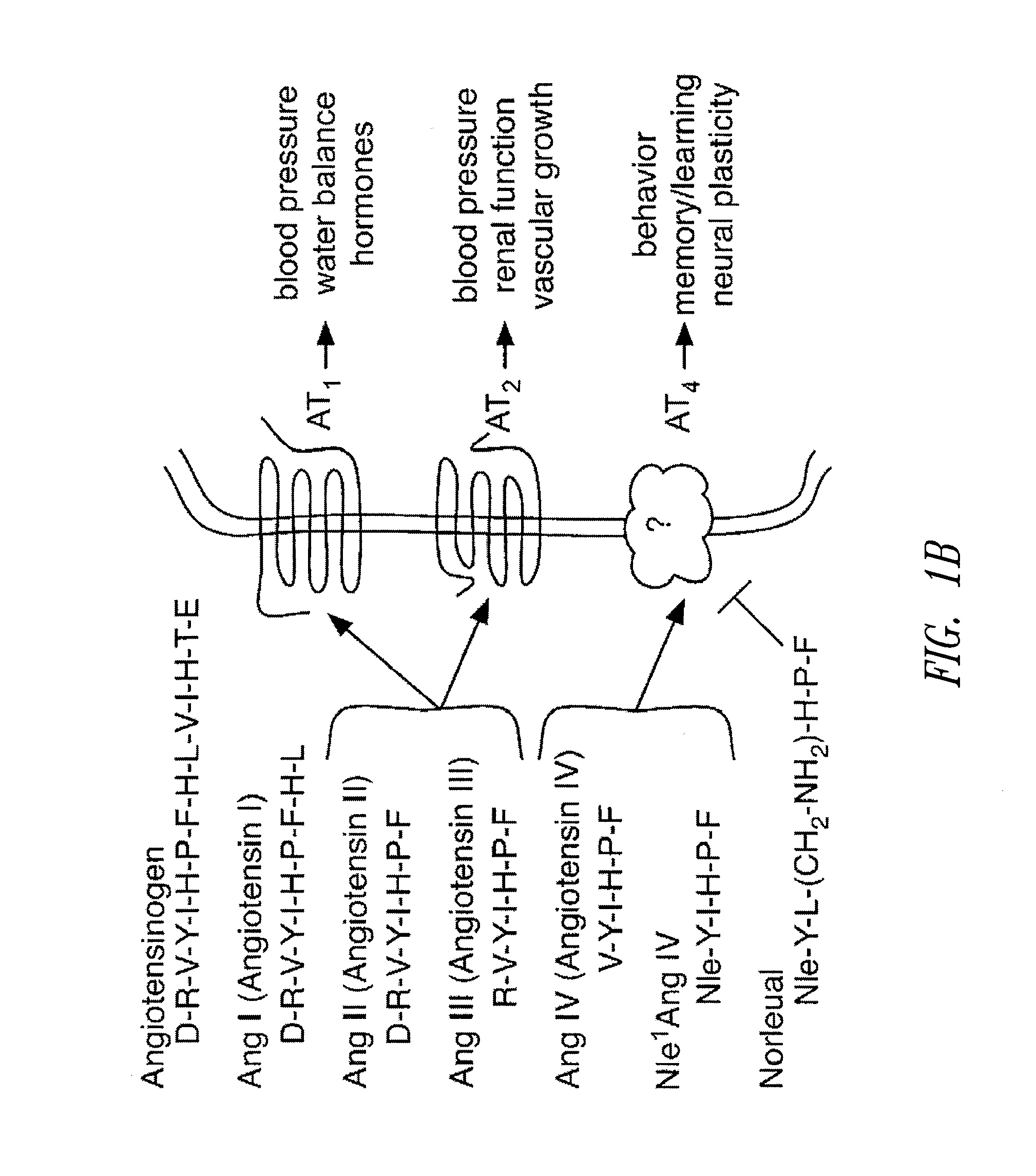 C-Met receptor regulation by angiotensin IV (AT<sub>4</sub>) receptor ligands