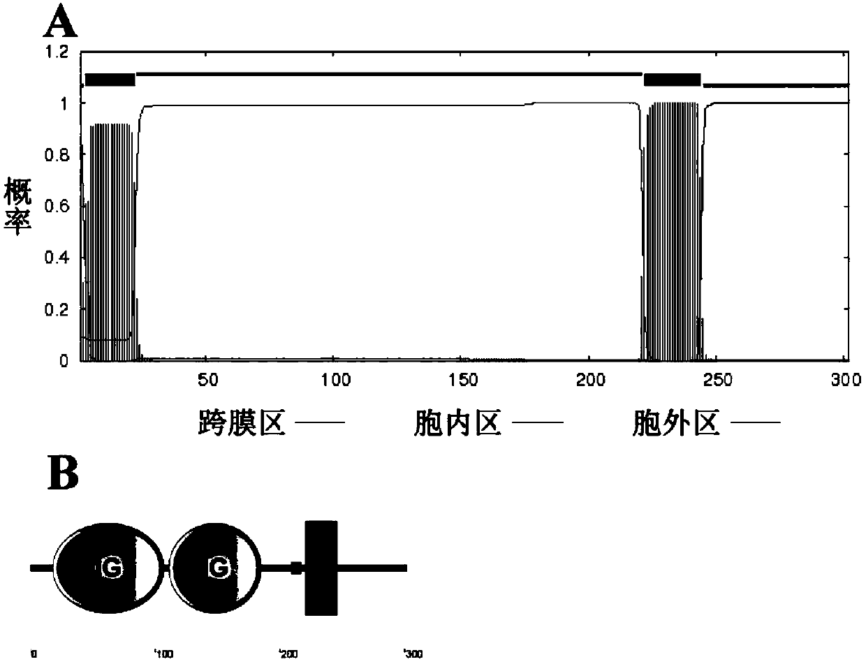 Monoclonal antibody capable of resisting surface marker molecule CD4-2 of T cell of paralichthys olivaceus as well as preparation method and application of monoclonal antibody