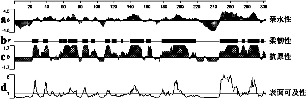 Monoclonal antibody capable of resisting surface marker molecule CD4-2 of T cell of paralichthys olivaceus as well as preparation method and application of monoclonal antibody