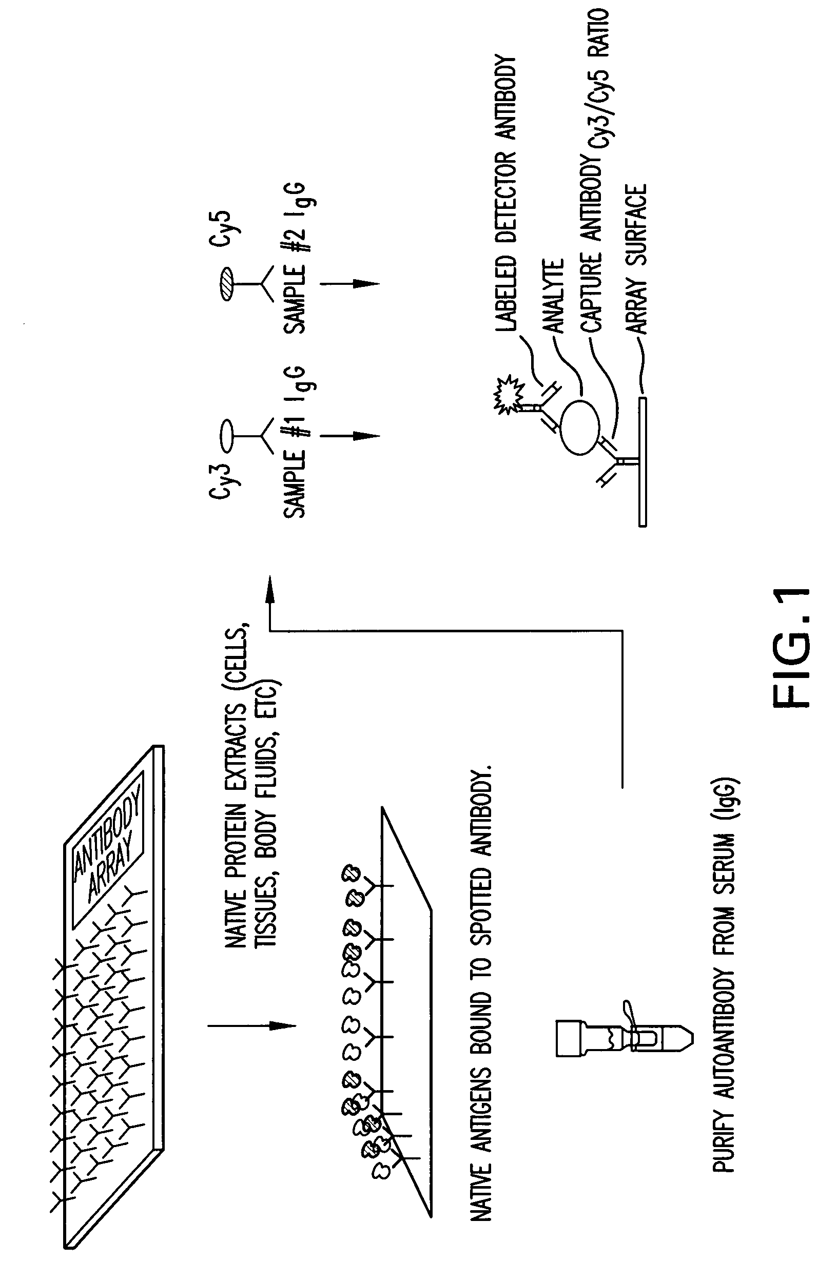 Diagnostic serum antibody profiling