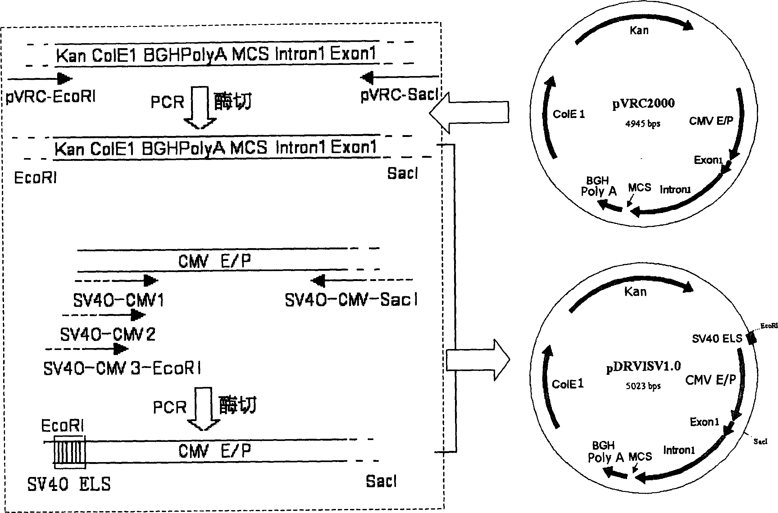 DNA vaccine carrier of carring SV40 enhancer element