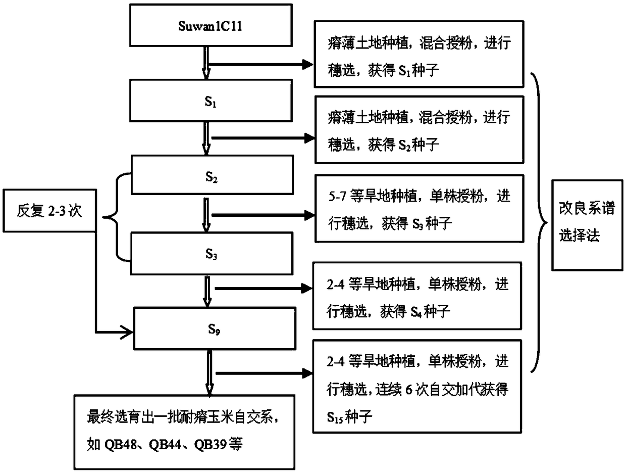 Method for breeding barren-resisting selfing line by utilizing corn group Suwan1