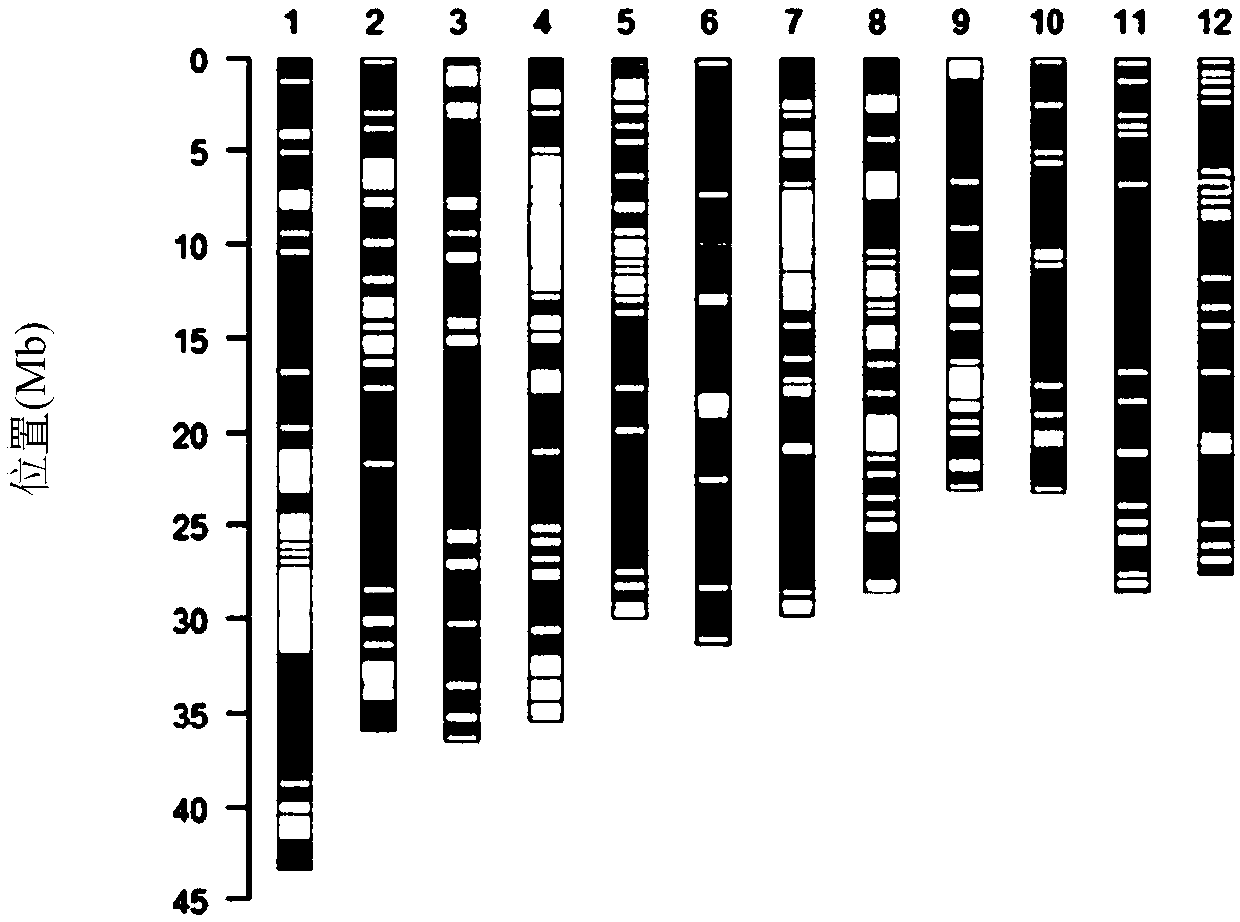 Rice genome recombinant nucleic acid fragment RecCR012613 and detection method thereof