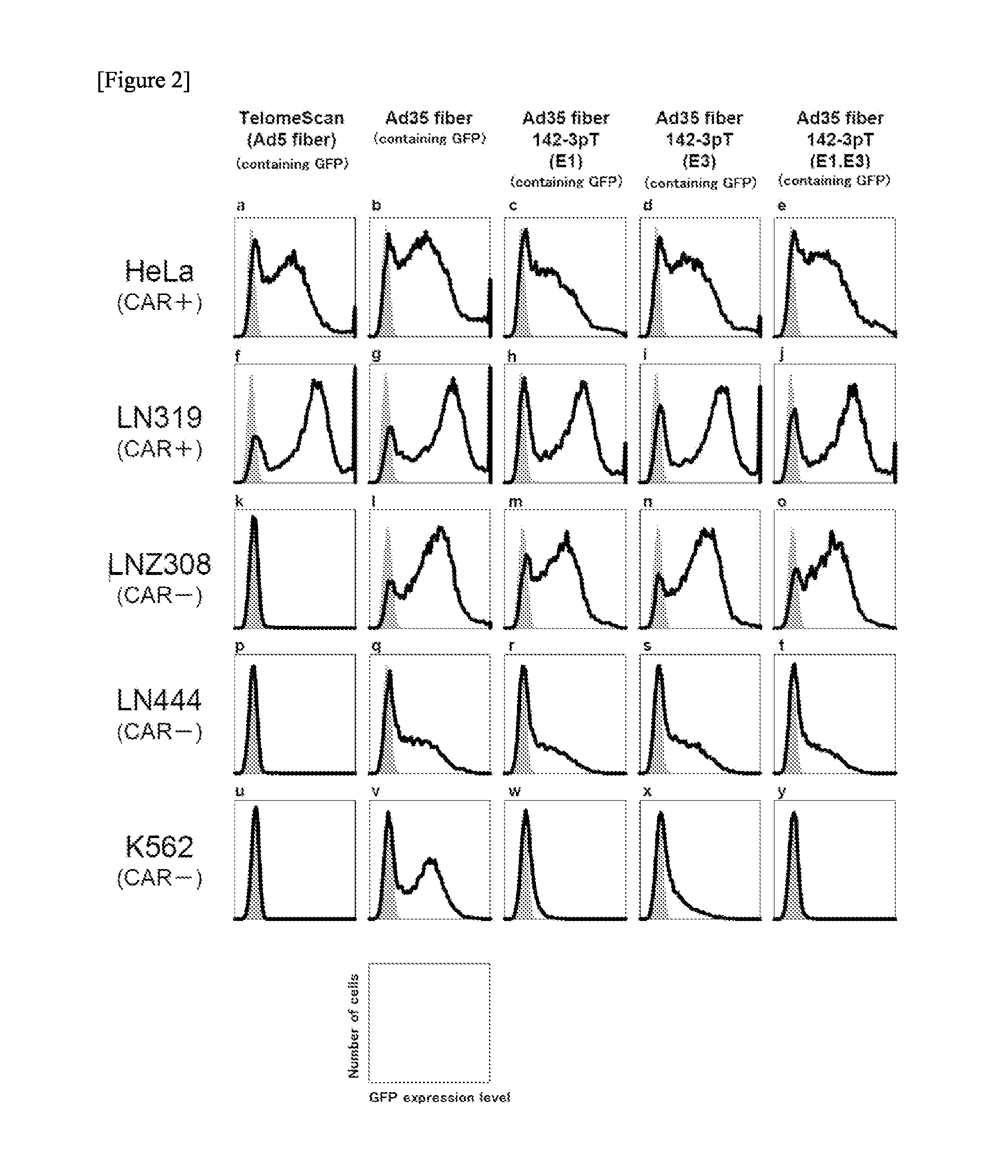 Conditionallly replication-competent adenovirus